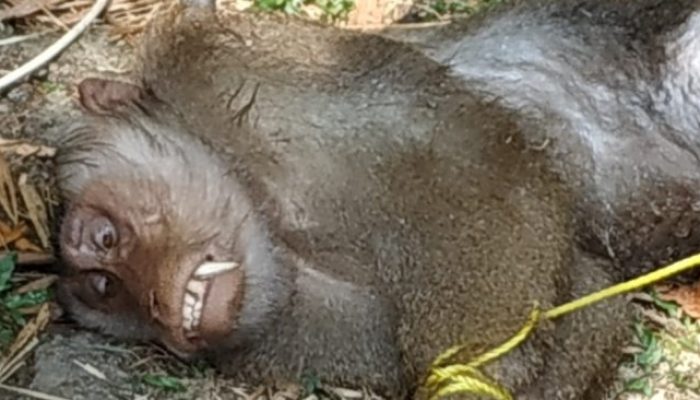 Ibu Hamil Digigit Beruk, Begini Kondisinya Sekarang