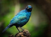 Ribuan Burung Diselundupkan Ke Bogor, Ada Jalak Sampai Ciblek