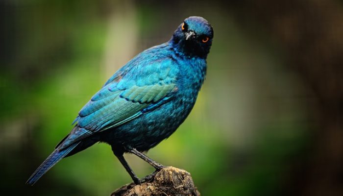 Ribuan Burung Diselundupkan Ke Bogor, Ada Jalak Sampai Ciblek