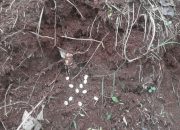 Hiii… Belasan Telur Kobra Ditemukan di Villa Citayam