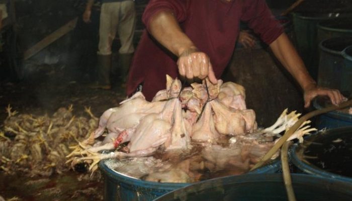 Rumah Pemotongan Unggas Liar di Cinere Masih Beroperasi