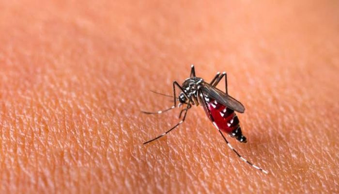 Waspada DBD, Puskesmas Pondok Sukmajaya Lakukan Pemeriksaan Jentik Berkala
