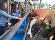 Penjualan Hewan Qurban Terapkan Protokol Kesehatan
