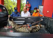 Kali Pesanggrahan akan Disisir Damkar Depok Pasca Ditemukan Buaya
