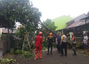 Awas Pohon Tumbang, Satu Pohon Timpa Mobil
