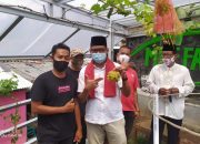 Silaturahmi ke Petani Anggur di Limo,  Imam Budi Kaget Anggur 3 Kali Panen Dalam Setahun