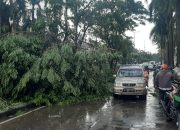 Angin Kencang di Cinere, Pohon Besar Tumbang ke Jalan