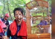 Picollo Unggul Dikelas Utama Cucak Hijau JIP G-25