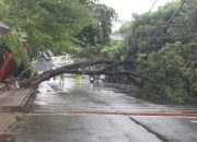 Pohon Besar Tumbang di Jalan Siliwangi Depok, Lalin Tersendat