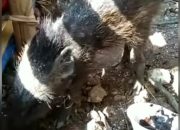 Ini 5 Fakta Penangkapan Babi Ngepet di Bedahan Depok