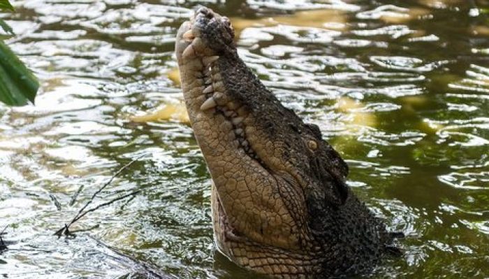 Ngeri, Ada Buaya di Perumahan Depok