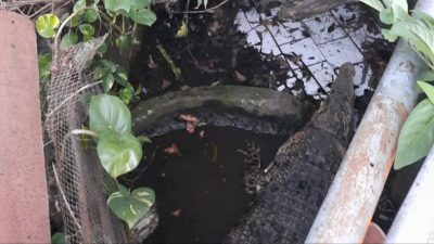 Antisipasi Hal Yang Tidak Diinginkan, Damkar Depok Evakuasi Buaya Peliharaan Warga di Mekarsari