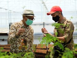Lihat Proses Produksi Pohon Hutan, Wakil Wali Kota Kunjungi KPSBPM