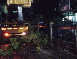 Pohon Tumbang di Tiga Titik, DLHK Terjunkan Satgas