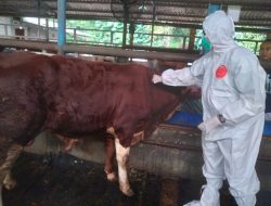 DKP3 Depok Suntik Vaksin PMK 135 Ekor Sapi