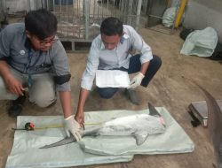 KKP Atur Ketat Perdagangan Ikan Hiu dan Pari, Tidak Ada Celah Penyelundupan
