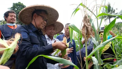 Panen Jagung 30 Kg, Wawalkot Depok Ajak Warga Manfaatkan Lahan Tidur