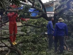 Pohon Tumbang di Sejumlah Lokasi, Damkar Depok Sigap Terjun ke TKP