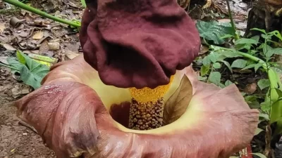 Bunga Rafflesia Arnoldi Ditemukan Tumbuh di Kebun Warga Cilodong