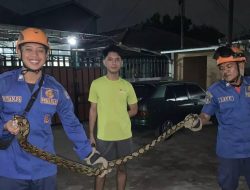 Damkar Depok Evakuasi Dua Ular Sanca di Pancoran Mas dan Cilodong