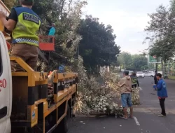 Satgas DLHK Depok Tangani Pohon Tumbang di Jalan Tole Iskandar
