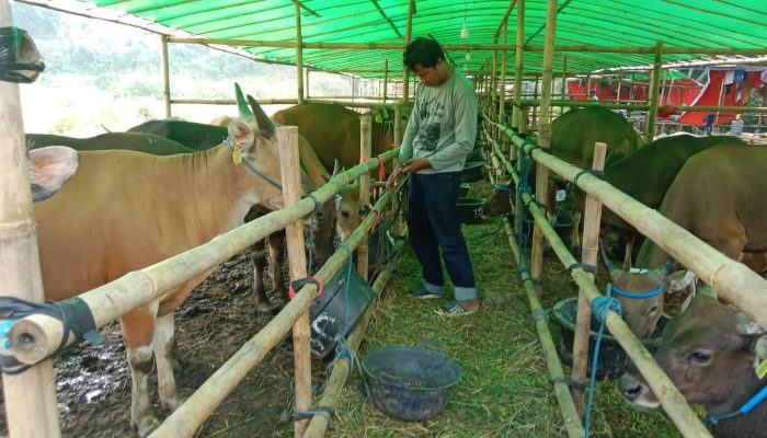 Demi Biayai Kuliah S3, Mahasiwa UNJ Rela Tidur di Kandang Sapi