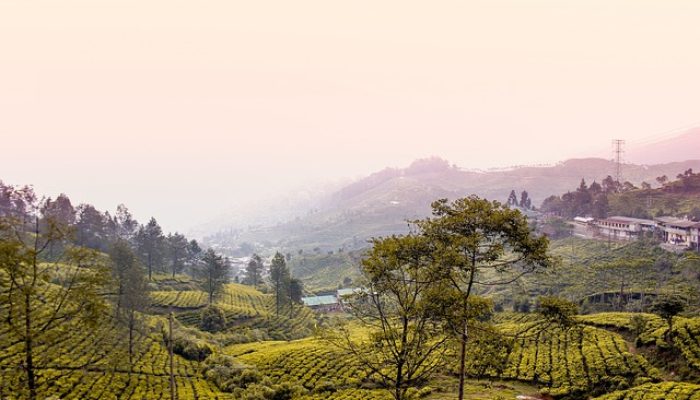 Mau Healing di Alam? Berikut Rekomendasi Glamping di Bogor