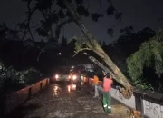 Hujan Angin, Pohon Tumbang di Jalan Tole Iskandar