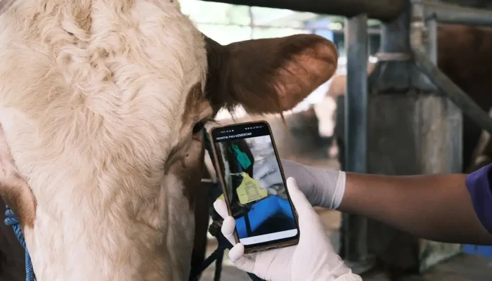 Catat! Ini Panduan Cerdas Membeli Hewan Kurban