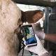 Catat! Ini Panduan Cerdas Membeli Hewan Kurban