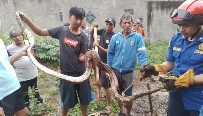 Waspada! Hewan Ini Kerap Muncul di Rumah Saat Musim Hujan