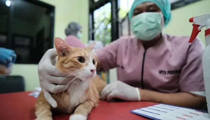 Catat! Ini Tugas dan Fungsi Rabies Center