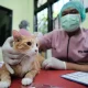 Catat! Ini Tugas dan Fungsi Rabies Center